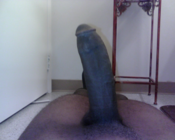 110301 - Black Cock Gallery