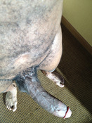 110445 - Black Cock Gallery