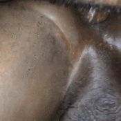 112143 - Black Cock Gallery