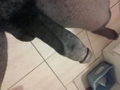 115960 - Black Cock Gallery