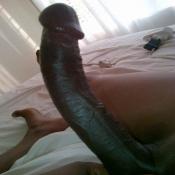 118224 - Black Cock Gallery