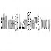 118555 - Black Cock Gallery