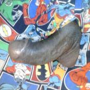 118908 - Black Cock Gallery