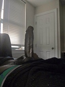 122500 - Black Cock Gallery