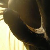 124136 - Black Cock Gallery