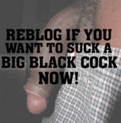 133029 - Black Cock Gallery