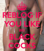 134545 - Black Cock Gallery