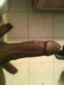 138363 - Black Cock Gallery