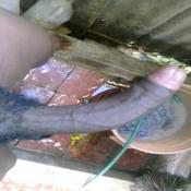 141871 - Black Cock Gallery