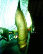 144950 - Black Cock Gallery