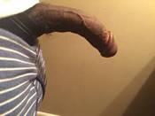 146173 - Black Cock Gallery