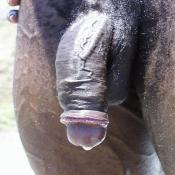 54168 - Black Cock Gallery