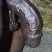 54679 - Black Cock Gallery