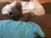 67416 - Black Cock Gallery