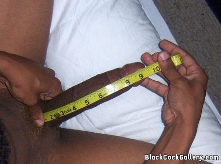 Measuring Black Cock 96