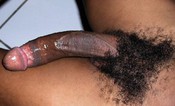 73741 - Black Cock Gallery