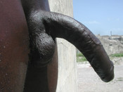 81725 - Black Cock Gallery