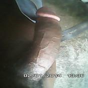 81860 - Black Cock Gallery