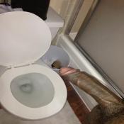 84953 - Black Cock Gallery