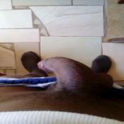 118512 - Black Cock Gallery