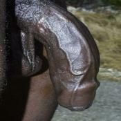42587 - Black Cock Gallery